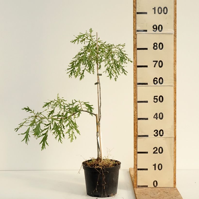 Ejemplar de Quercus robur Posnania - Roble común Maceta 4L/5L entregado en verano