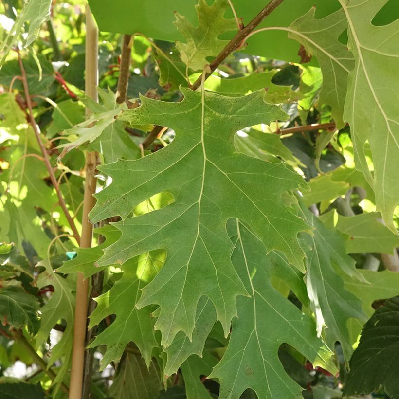 Quercus rubra Boltes Gold - Roble americano (Follaje)