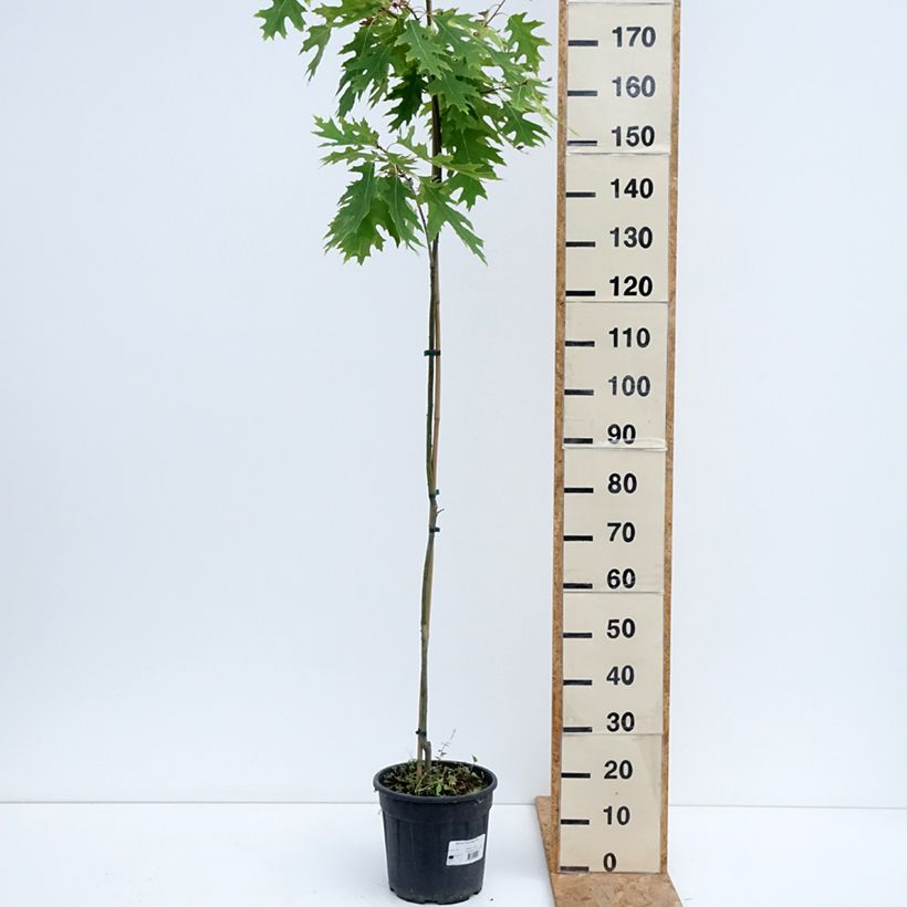 Ejemplar de Quercus rubra Boltes Gold - Roble americano Maceta 7,5L/10L entregado en verano