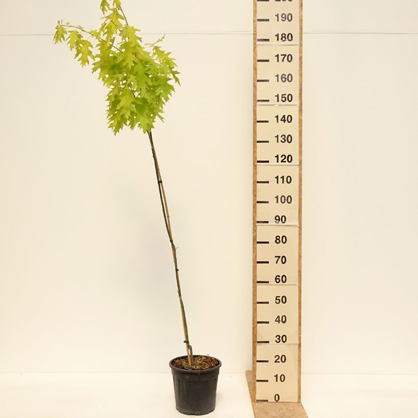 Quercus rubra Boltes Gold - Roble americano Maceta 7,5L/10LAltura de entrega aprox. 160/180cm Ejemplar entregado en la primavera