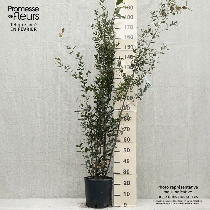 Encina - Quercus ilex Maceta 7,5L/10L Ejemplar entregado en invierno