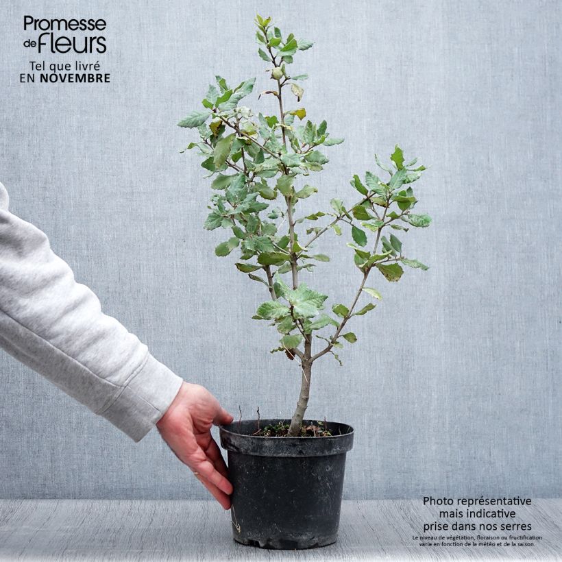 Ejemplar de Encina - Quercus ilex Maceta 3L/4L entregado en otoño