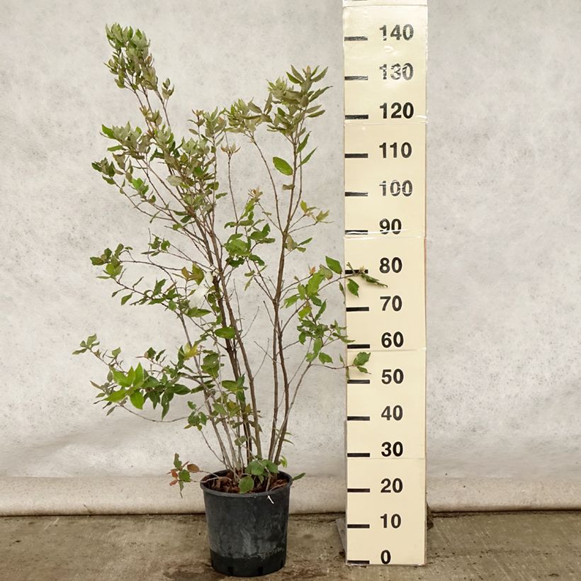 Ejemplar de Encina - Quercus ilex Maceta 7,5L/10LAltura de entrega aprox. 100/125cm entregado en verano