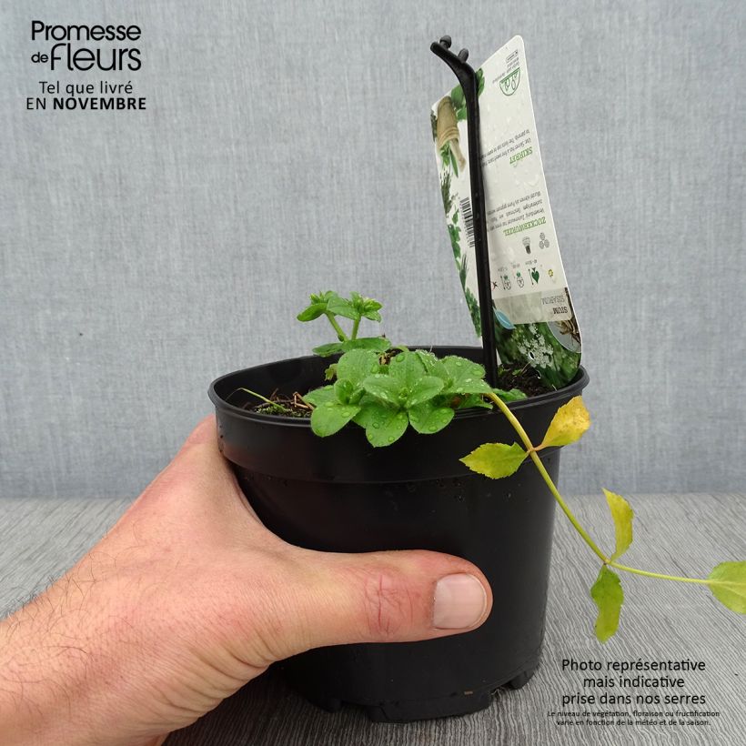 Ejemplar de Escaravía - Sium sisarum Maceta 1,5L/2L entregado en otoño
