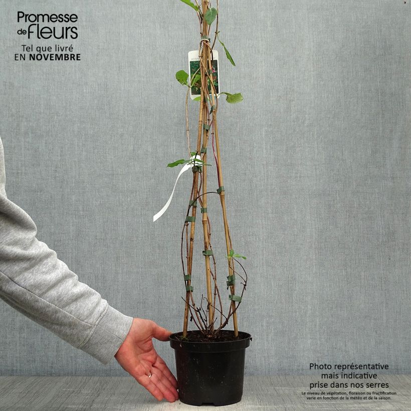 Ejemplar de Madreselva de los bosques - Lonicera periclymenum Belgica Select Maceta 1,5L/2L entregado en otoño