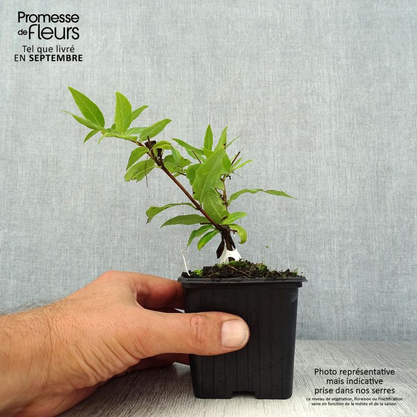 Ejemplar de Lonicera henryi - Madreselva Maceta de 8/9 cm entregado en verano