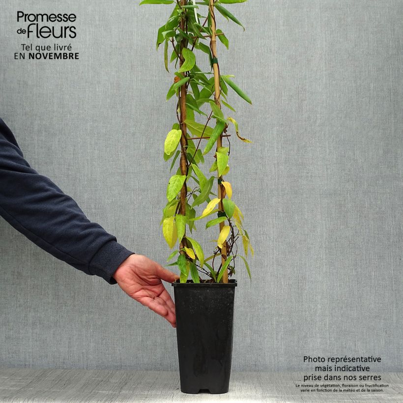 Ejemplar de Lonicera henryi - Madreselva Maceta 2L/3L entregado en otoño
