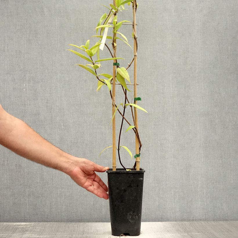 Ejemplar de Lonicera henryi - Madreselva Maceta 2L/3LAltura de entrega aprox. 60/70cm entregado en verano