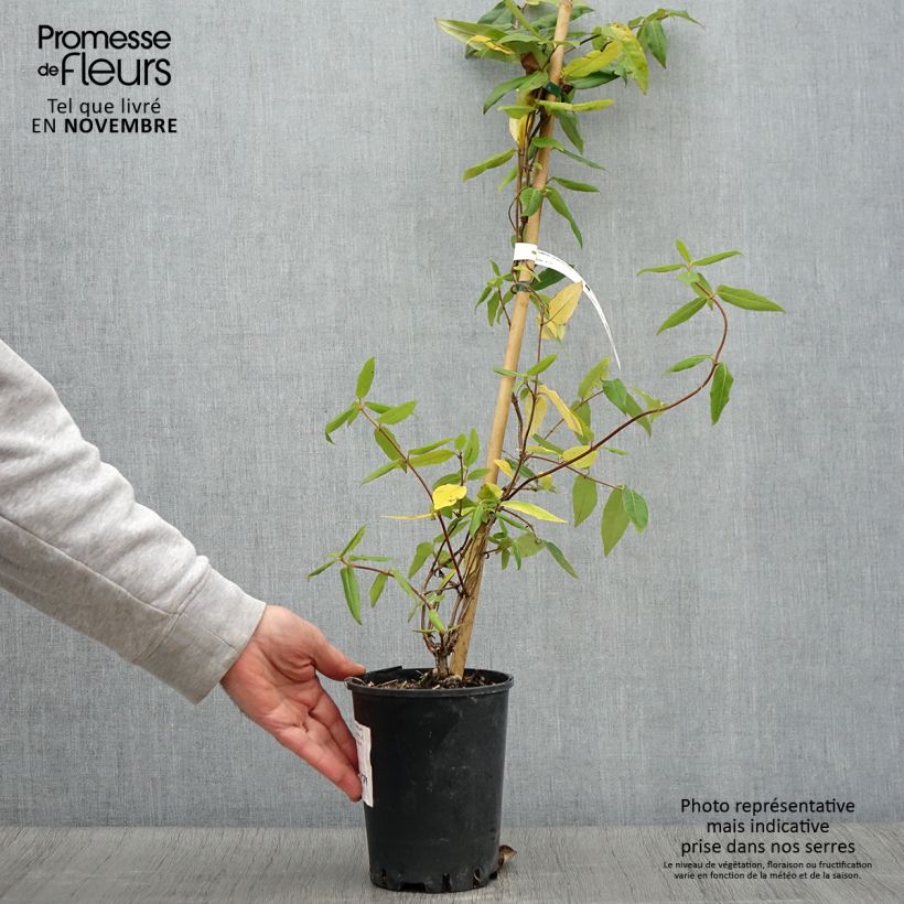 Ejemplar de Lonicera henryi Caprilia Ever - Madreselva Maceta 2L/3L entregado en otoño