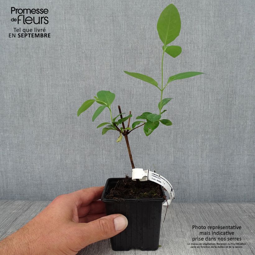 Ejemplar de Madreselva de los bosques - Lonicera periclymenum Graham thomas Maceta de 8/9 cm entregado en otoño
