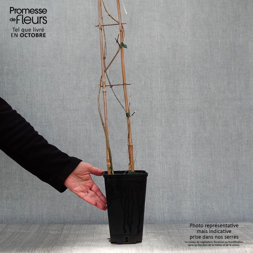 Ejemplar de Madreselva de los bosques - Lonicera periclymenum Graham thomas Maceta 2L/3L entregado en otoño
