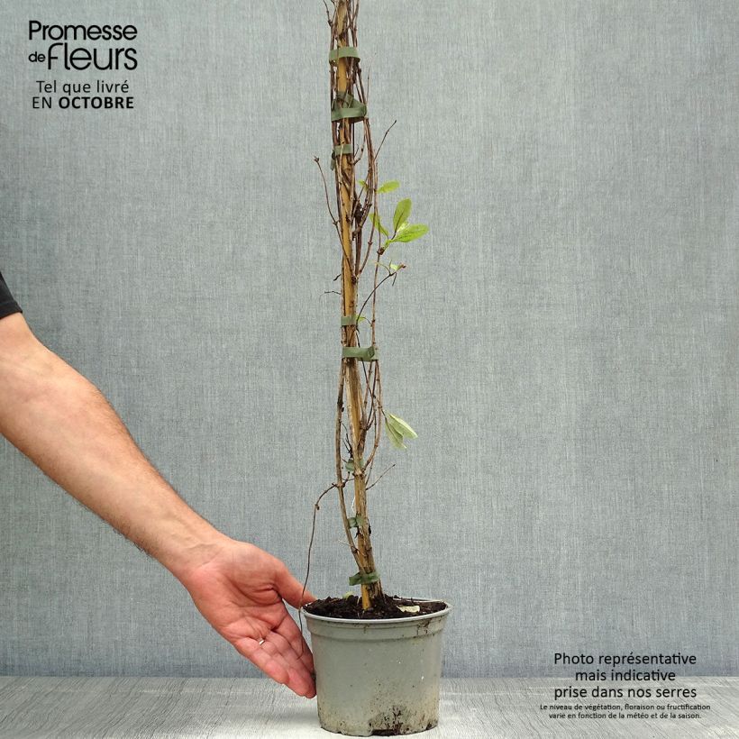 Ejemplar de Madreselva de los bosques - Lonicera periclymenum Serotina Maceta 2L/3L entregado en otoño