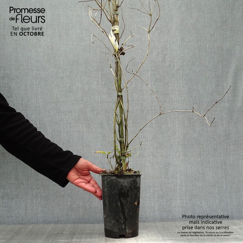 Ejemplar de Lonicera brownii Dropmore Scarlet - Madreselva Maceta 2L/3L entregado en otoño