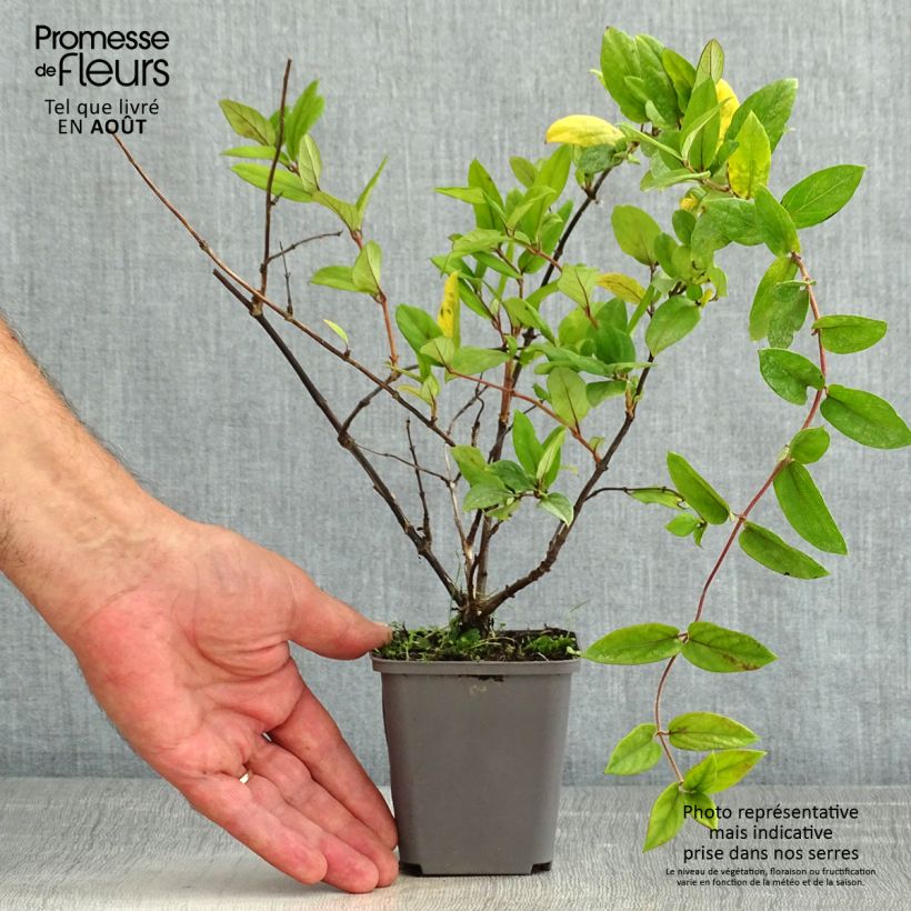 Ejemplar de Madreselva de jardín - Lonicera japonica Dart's Acumen Maceta de 8/9 cm entregado en verano