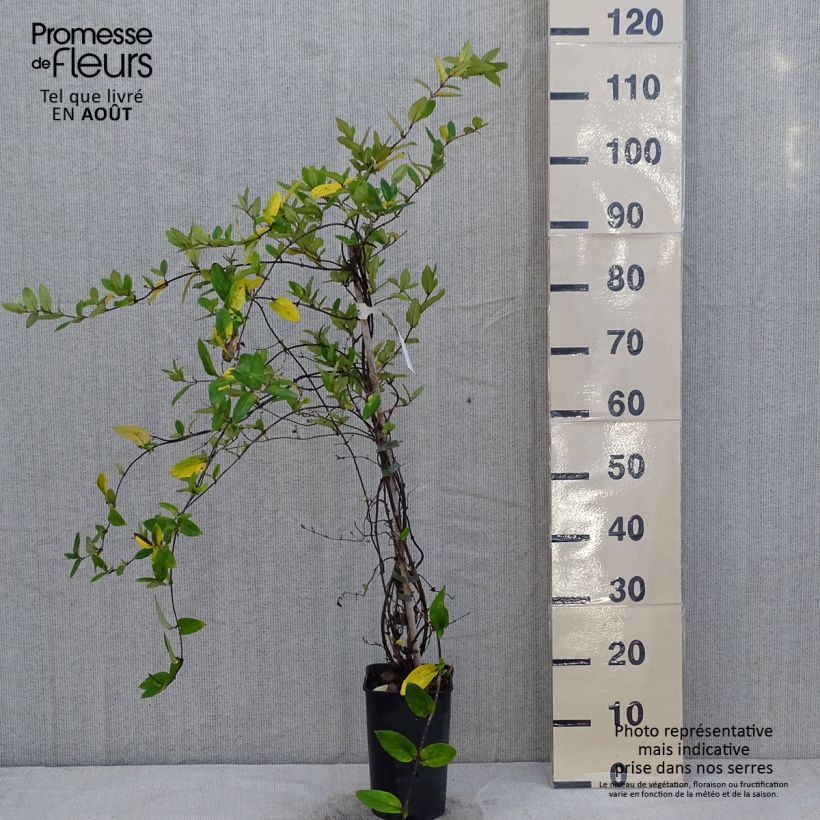 Ejemplar de Madreselva de jardín - Lonicera japonica Dart's World Maceta 3L/4LAltura de entrega aprox. 60/70cm entregado en verano