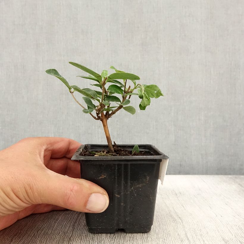 Ejemplar de Madreselva de jardín - Lonicera japonica Hall's Prolific Maceta de 8/9 cm entregado en otoño