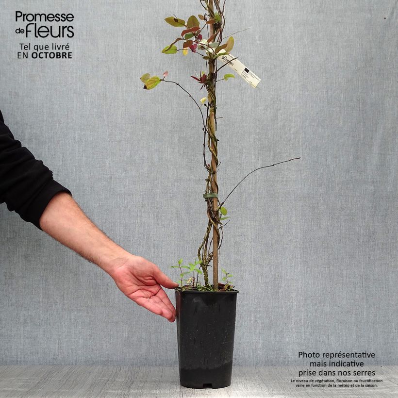 Ejemplar de Madreselva de jardín - Lonicera japonica Sinensis Maceta 2L/3L entregado en otoño