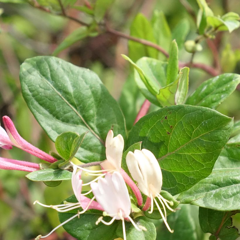 Madreselva de jardín - Lonicera japonica Red World (Follaje)