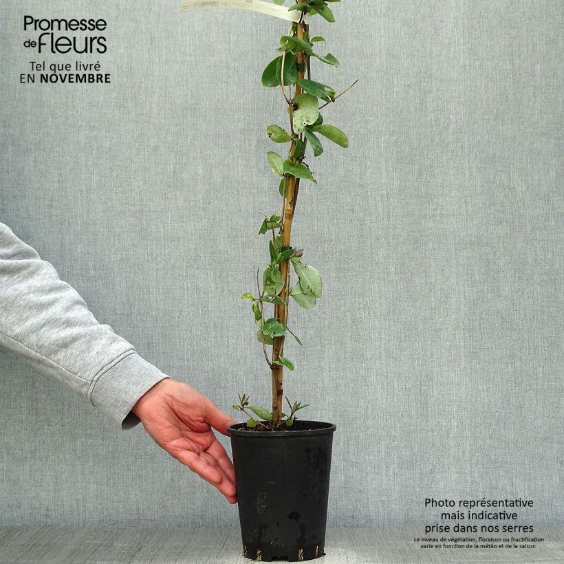 Ejemplar de Lonicera heckrottii Gold Flame - Madreselva Maceta 2L/3L entregado en otoño