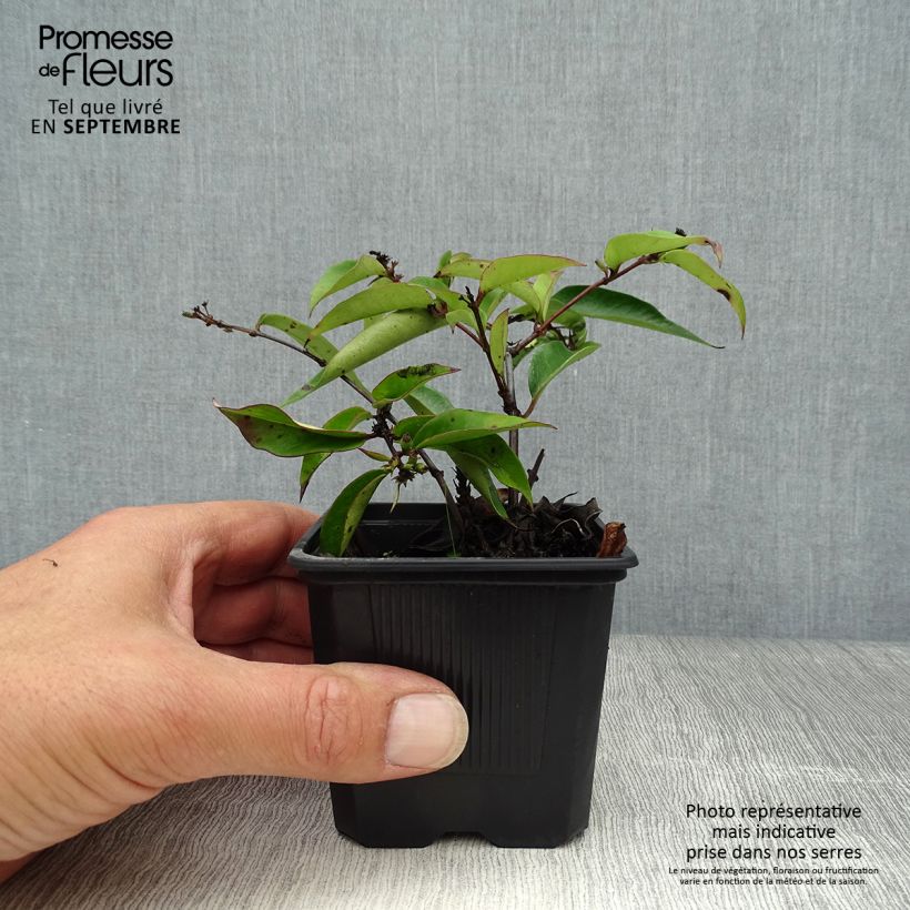 Ejemplar de Lonicera henryi Marinella - Madreselva Maceta de 8/9 cm entregado en otoño