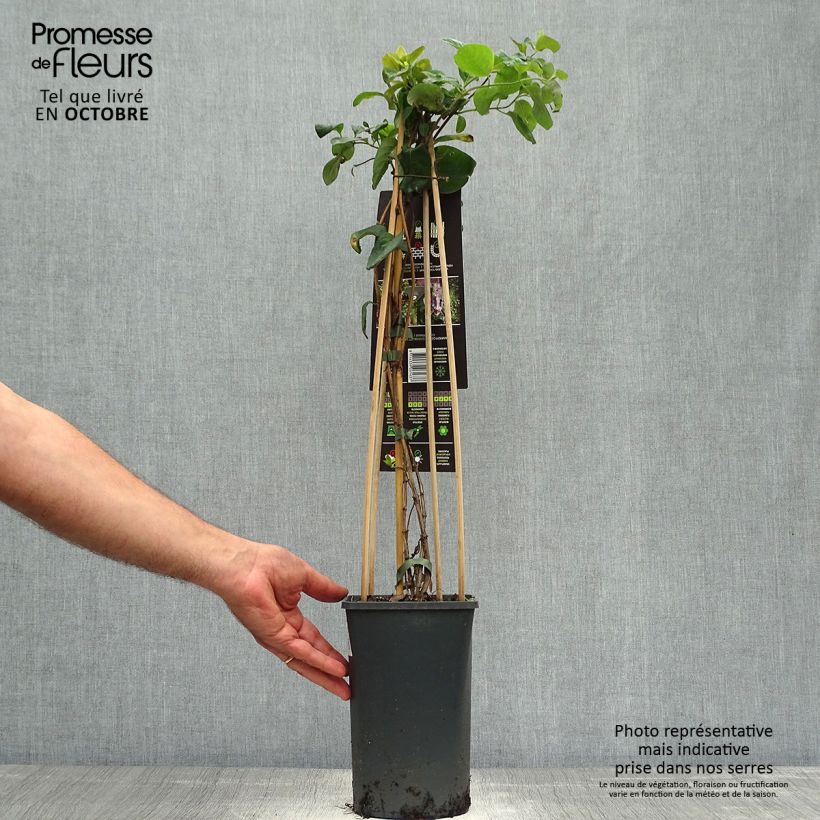 Ejemplar de Lonicera caprifolium - Madreselva Maceta 1,5L/2L entregado en otoño