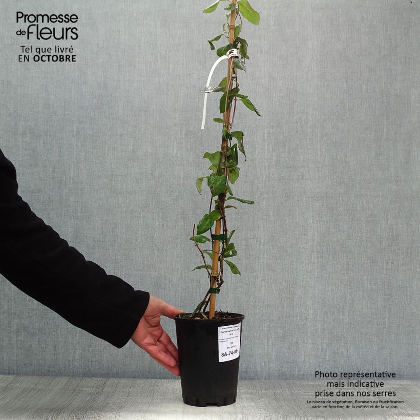 Ejemplar de Madreselva de los bosques - Lonicera periclymenum Caprilia Impérial Maceta 2L/3L entregado en otoño