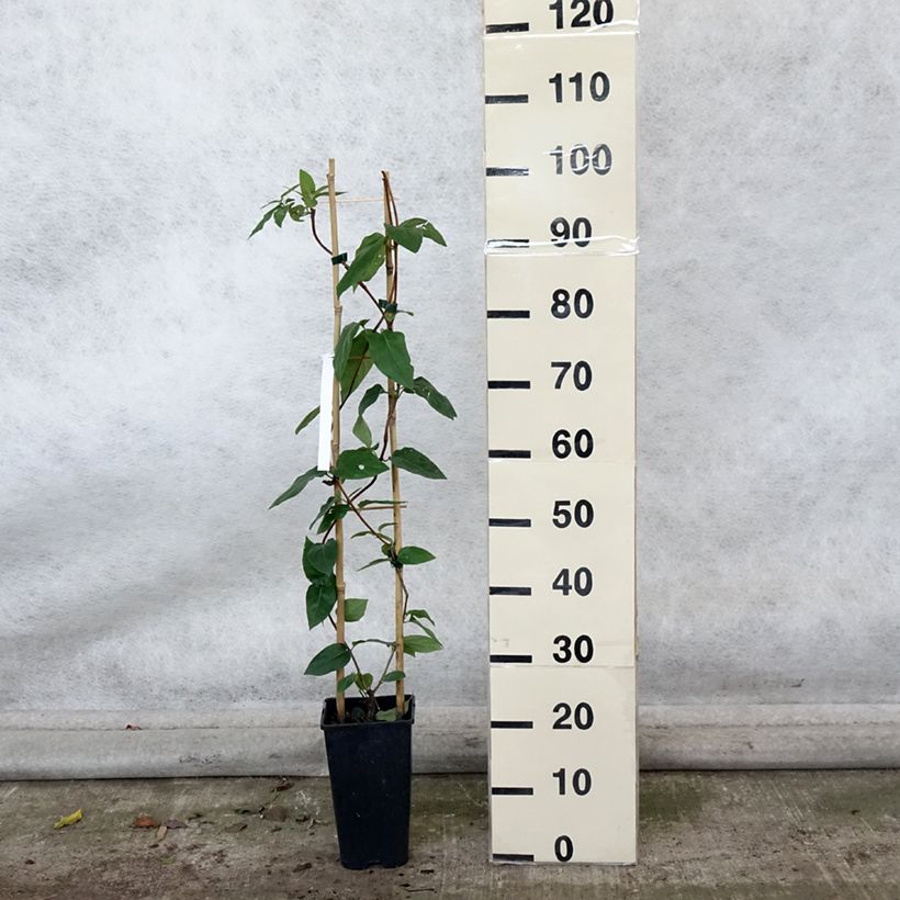 Ejemplar de Lonicera similis var. delavayi - Madreselva Maceta 2L/3L entregado en otoño