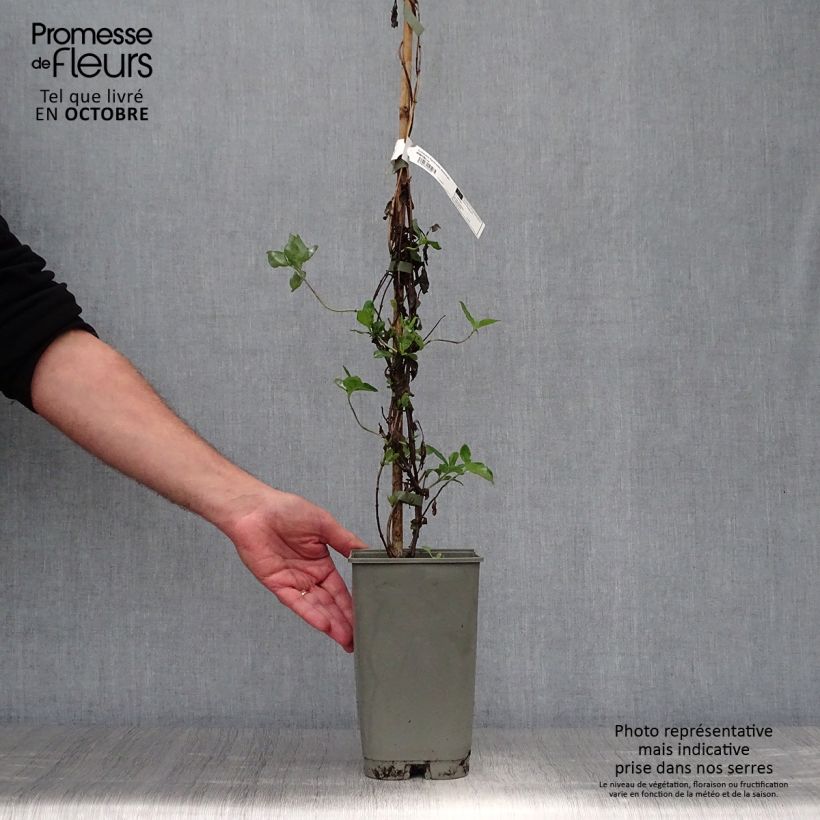 Ejemplar de Lonicera heckrottii American Beauty - Madreselva Maceta 1,5L/2L entregado en otoño