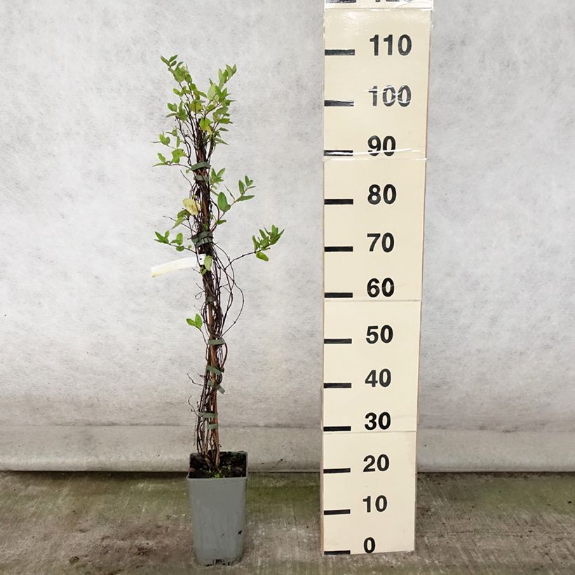 Ejemplar de Madreselva de jardín - Lonicera japonica Aureoreticulata Maceta 2L/3LAltura de entrega aprox. 60/70cm entregado en verano