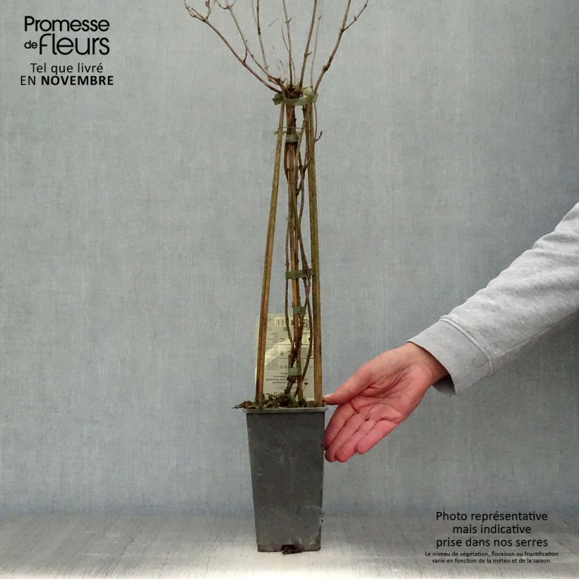 Ejemplar de Madreselva de los bosques - Lonicera periclymenum Belgica Maceta 1,5L/2L entregado en otoño