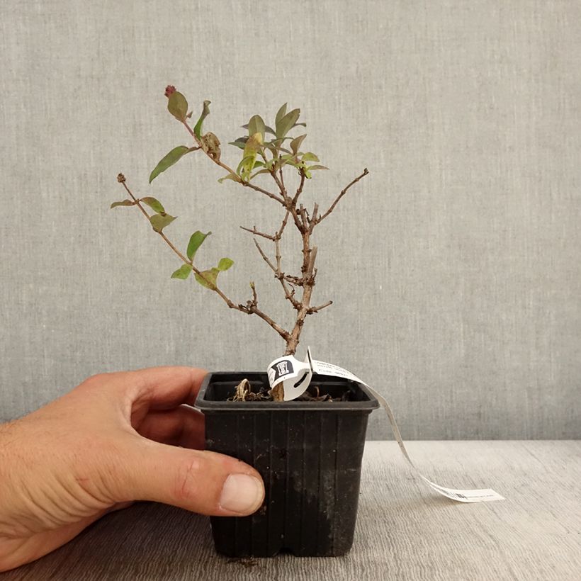 Ejemplar de Madreselva de los bosques - Lonicera periclymenum Chic et Choc Maceta de 8/9 cm entregado en otoño