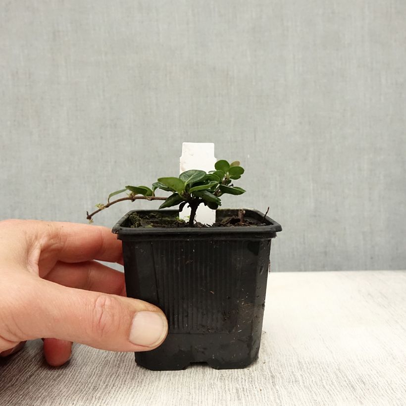 Ejemplar de Lonicera crassifolia - Madreselva Maceta de 8/9 cm entregado en otoño