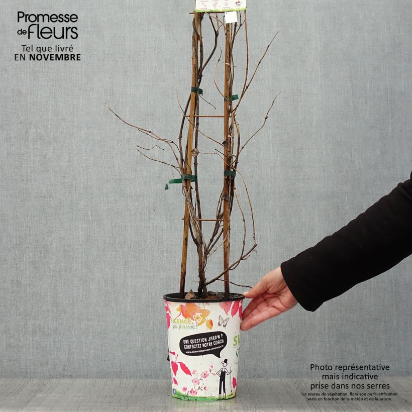 Ejemplar de Lonicera brownii Golden Trumpet - Madreselva Maceta 2L/3L entregado en otoño