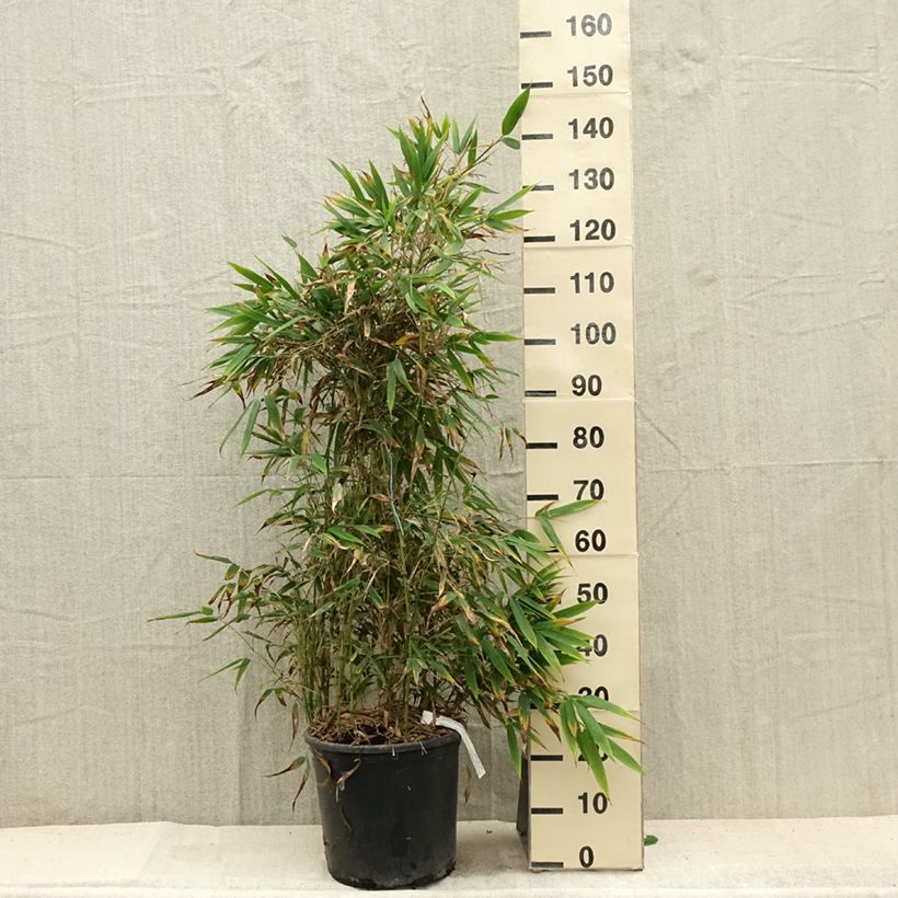 Ejemplar de Chimonobambusa tumidissinoda Macrophylla - Bambou moyen Pot de 12L/15L entregado en verano