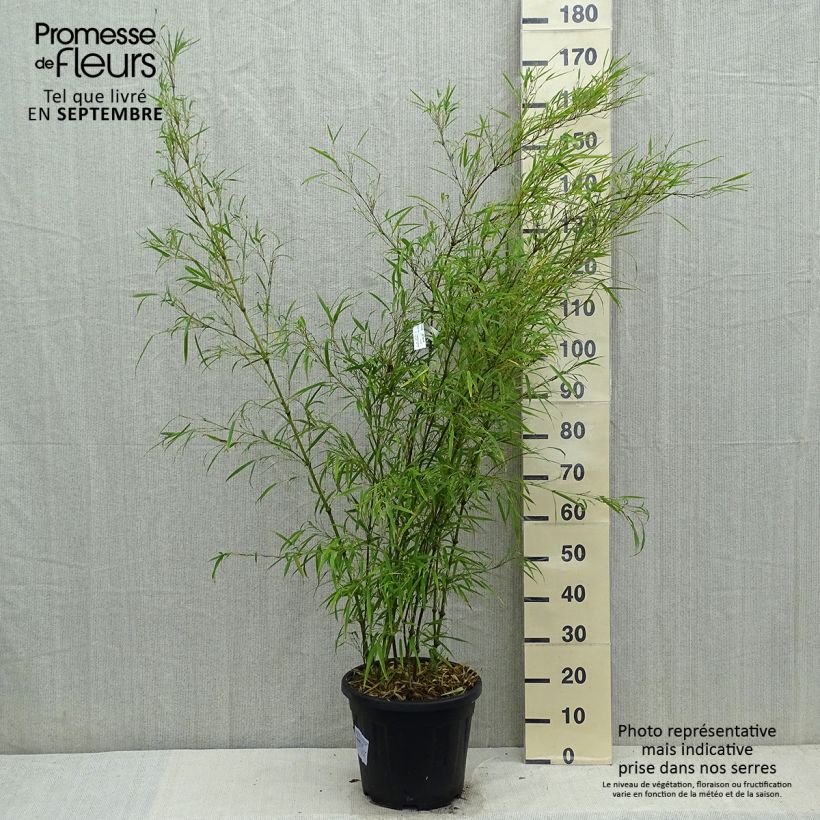 Ejemplar de Chimonobambusa tumidissinoda Microphylla Maceta 12L/15L entregado en otoño