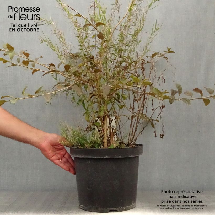 Ejemplar de Chionanthus retusus - Árbol de la nieve chino Maceta 7,5L/10L entregado en otoño