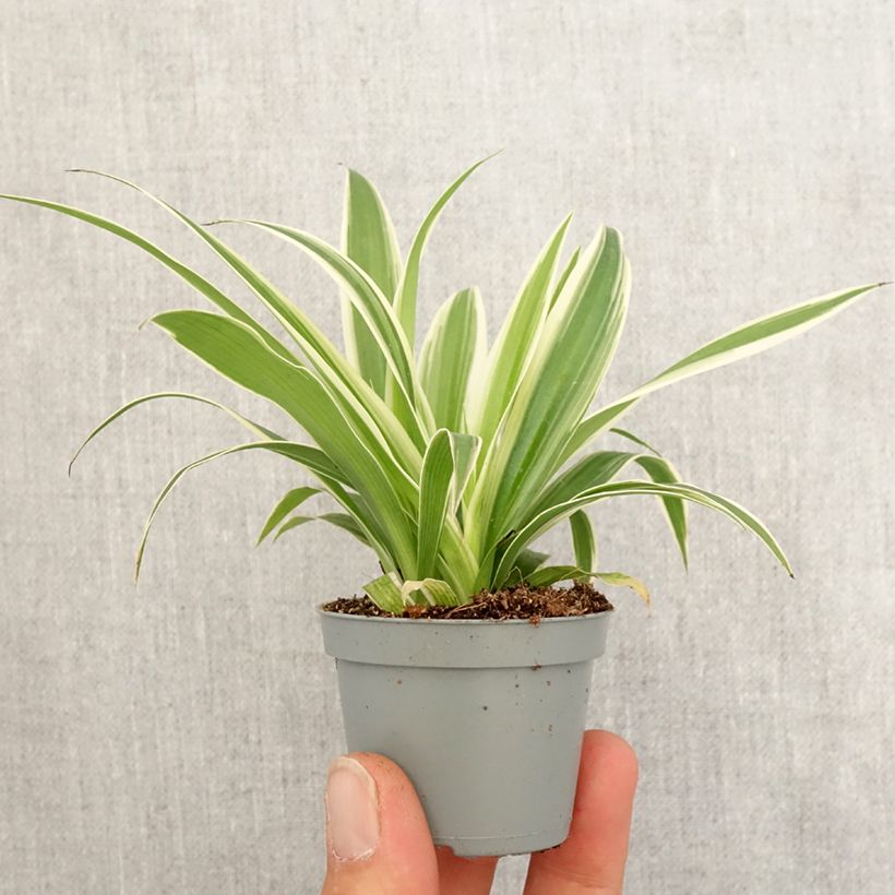 Chlorophytum Irish - Cinta planta Mini-plante Ejemplar entregado en la primavera