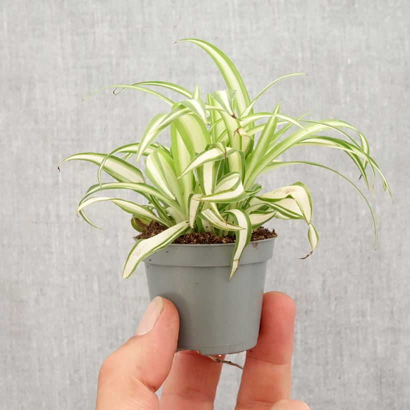 Chlorophytum Variegatum - Cinta planta Mini-plante Ejemplar entregado en la primavera