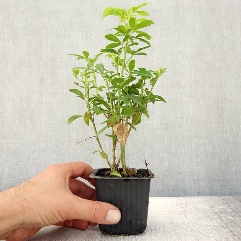 Ejemplar de Naranjo de Méjico - Choisya ternata Sundance Maceta de 8/9 cm entregado en otoño
