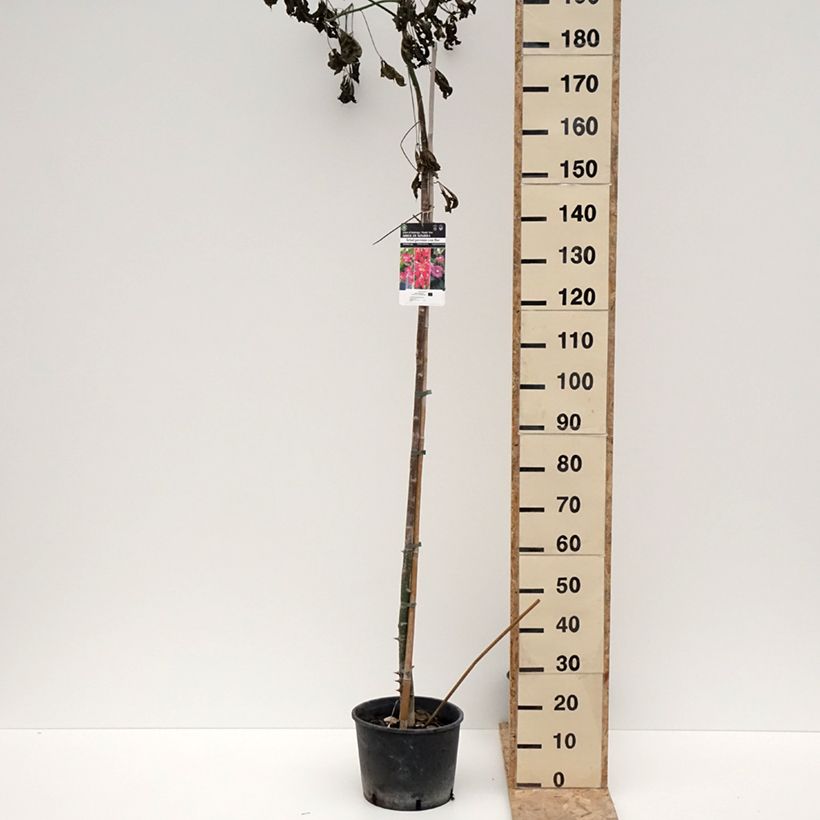 Ceiba speciosa - Palo borracho Maceta 7,5L/10L Ejemplar entregado en invierno