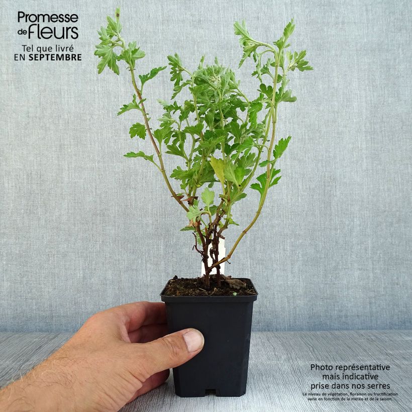 Ejemplar de Chrysanthemum Anastasia - Crisantemo Maceta de 8/9 cm entregado en otoño
