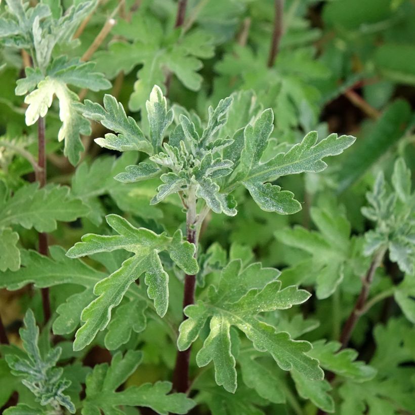 Chrysanthemum Bienchen - Crisantemo (Follaje)