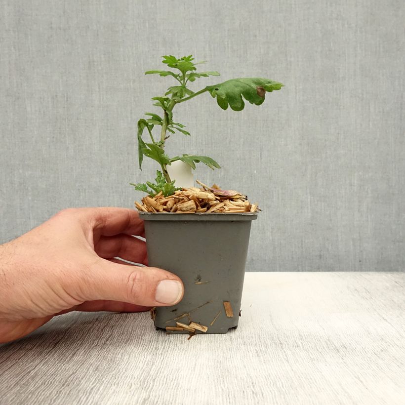 Ejemplar de Chrysanthemum indicum Cedie Mason - Crisantemo Maceta de 8/9 cm entregado en otoño