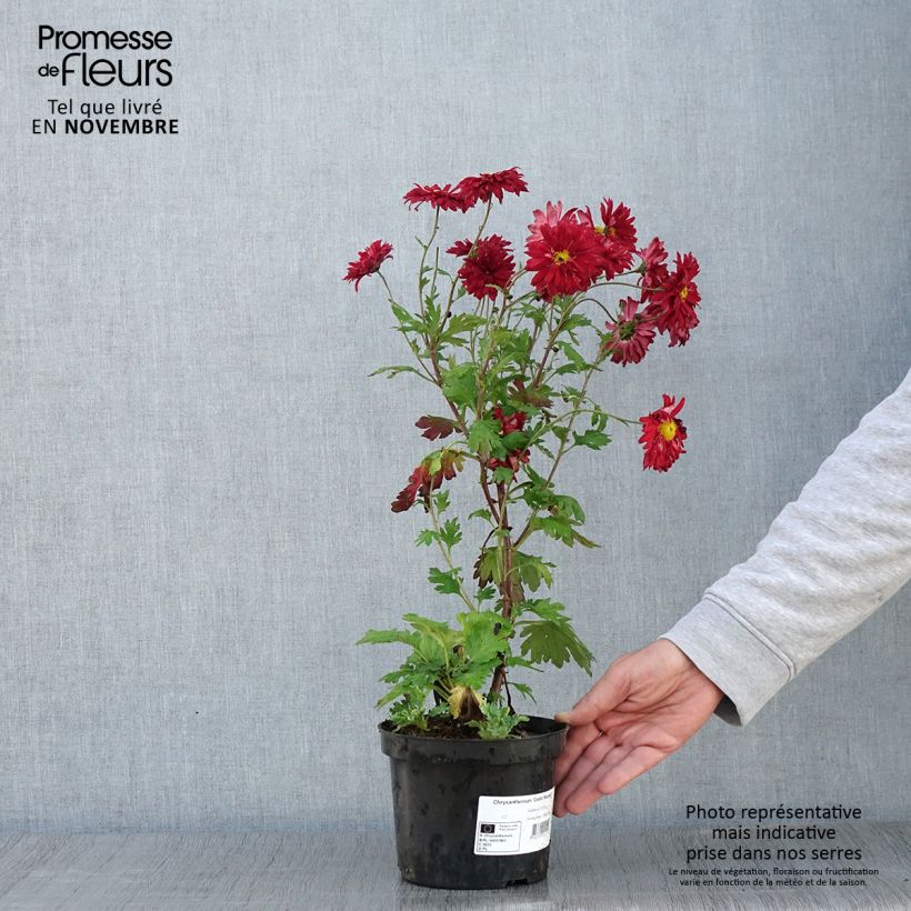 Ejemplar de Chrysanthemum indicum Cedie Mason - Crisantemo Maceta 2L/3L entregado en otoño