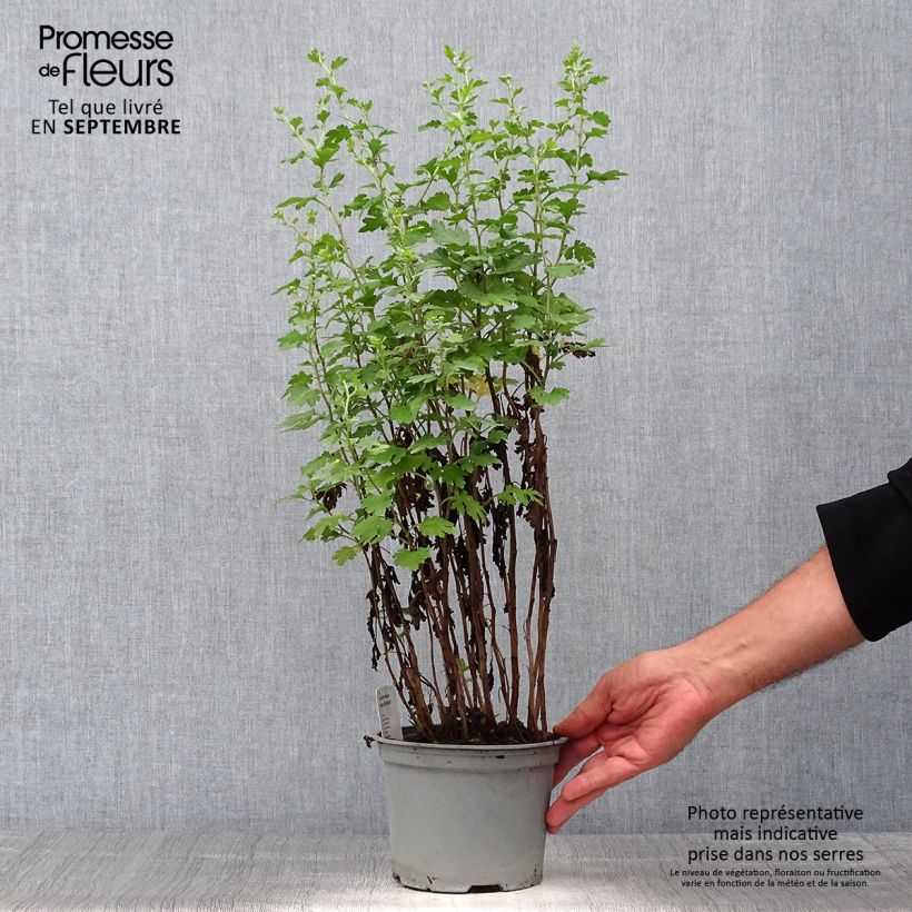 Ejemplar de Chrysanthemum Cottage Apricot - Crisantemo Maceta 2L/3L entregado en otoño
