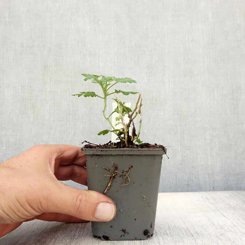 Ejemplar de Chrysanthemum indicum Julia - Crisantemo Maceta de 8/9 cm entregado en otoño