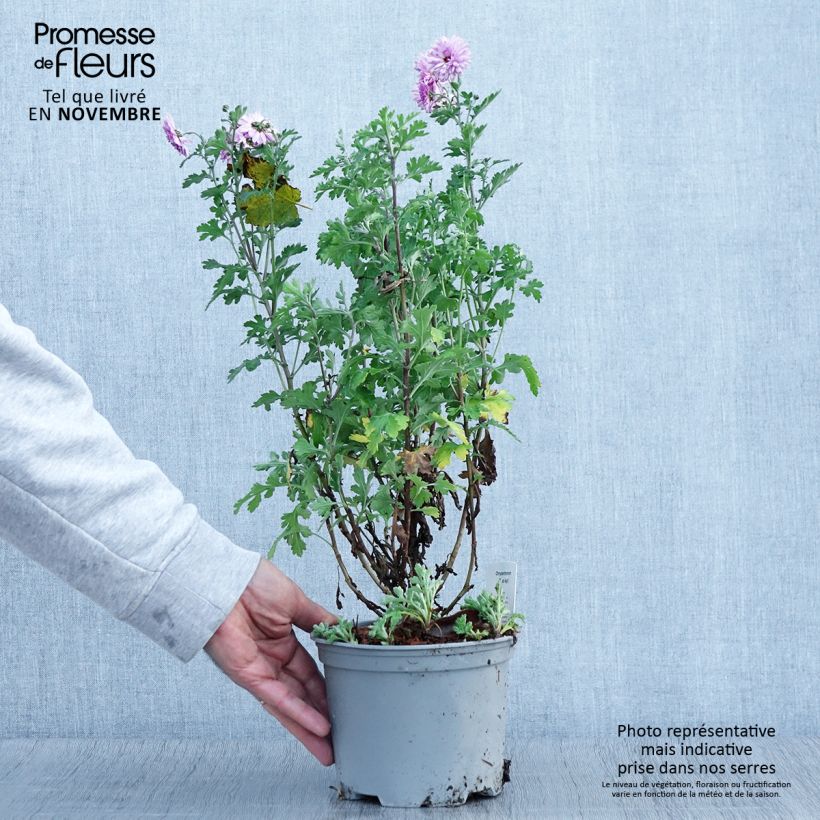 Ejemplar de Chrysanthemum Mei Kyo - Crisantemo Maceta 2L/3L entregado en otoño
