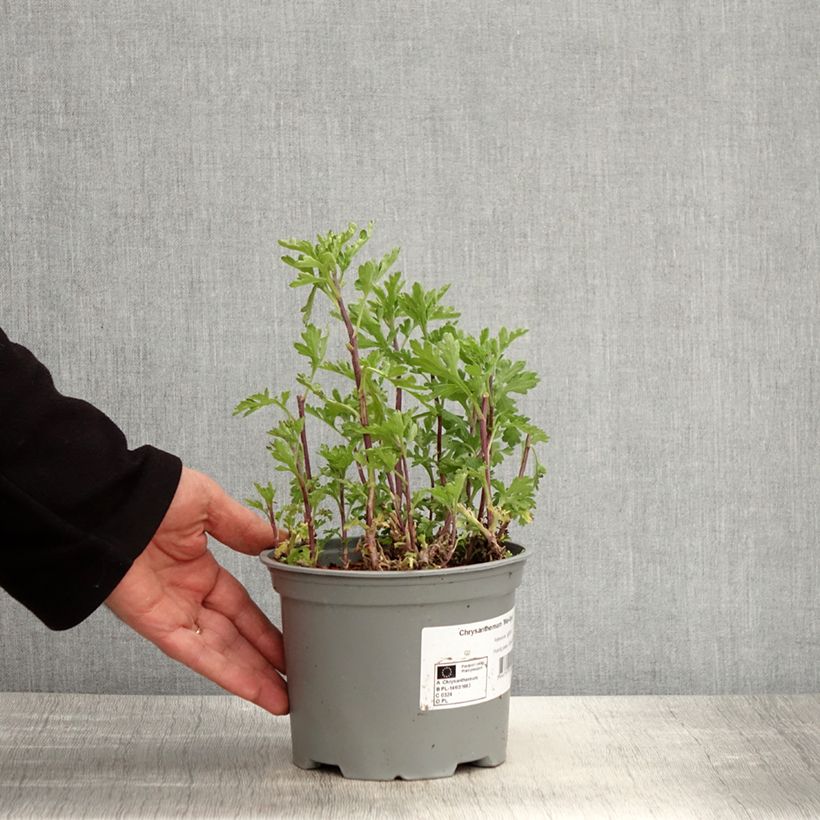 Chrysanthemum Mei Kyo - Crisantemo Maceta 2L/3L Ejemplar entregado en la primavera