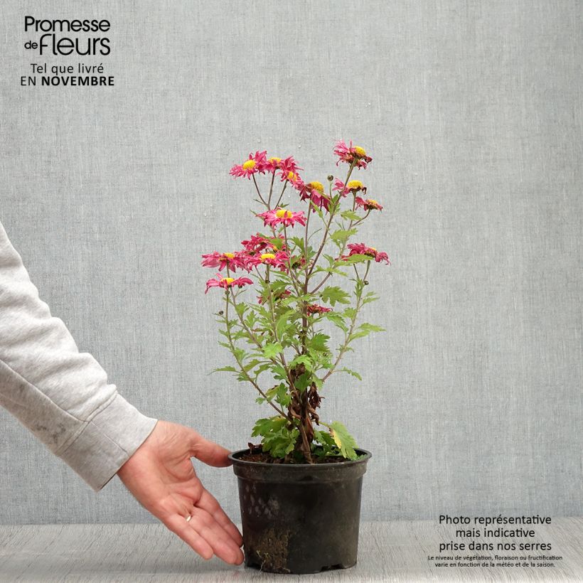 Ejemplar de Chrysanthemum Oury - Crisantemo Maceta 2L/3L entregado en otoño
