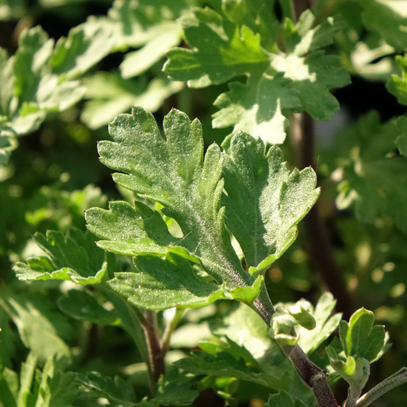 Chrysanthemum Rehauge - Crisantemo (Follaje)